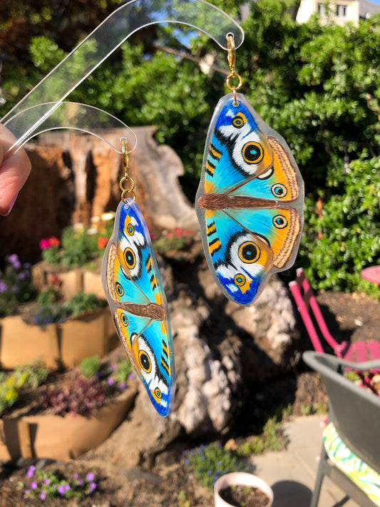 Blue Buckeye Butterfly